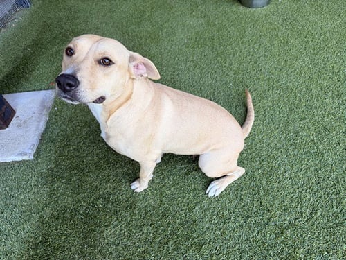 BONNET - Pit Bull Terrier available for adoption