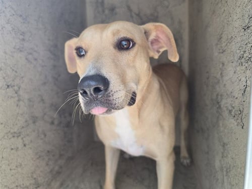 BONNET - Pit Bull Terrier available for adoption