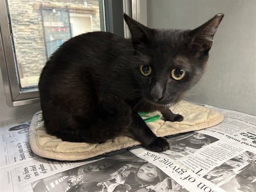 NIGHT - Domestic Short Hair for adoption in Garland