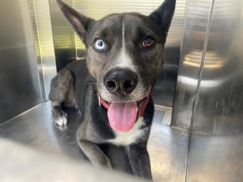 LOBO - German Shepherd Dog available for adoption