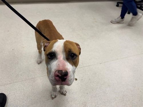 MAGGIE - Pit Bull Terrier available for adoption