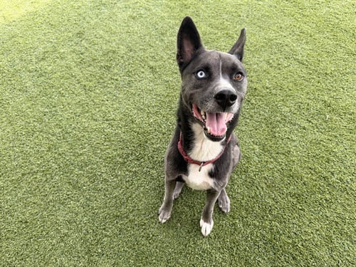 LOBO - German Shepherd Dog available for adoption