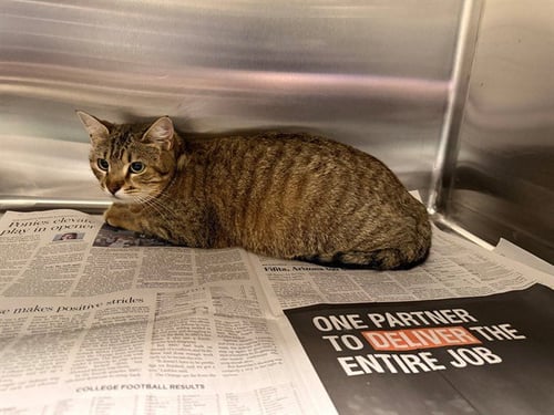 FREYA - Domestic Short Hair available for adoption