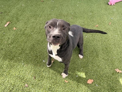 NOEL - Pit Bull Terrier for adoption in Garland