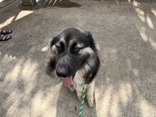 TODO - German Shepherd Dog available for adoption
