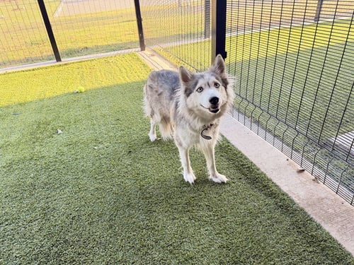 JEANS - Siberian Husky available for adoption