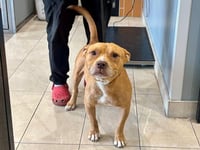 JAPON - Photo 1