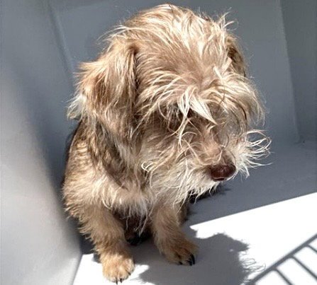 5 - Norfolk Terrier / Border Terrier available for adoption