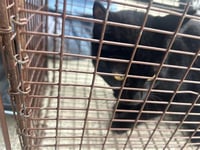RAVEN - Photo 1