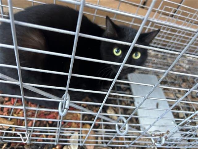 A650286 - Domestic Short Hair available for adoption