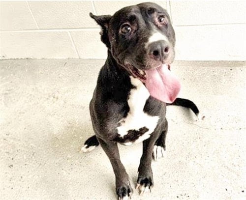 COCO - German Shepherd Dog / Pit Bull Terrier available for adoption