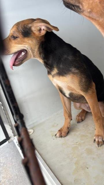 A658162 - Beagle available for adoption