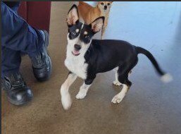 A660580 - Husky / German Shepherd Dog available for adoption