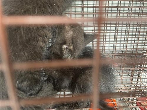 A656774 - Domestic Short Hair available for adoption