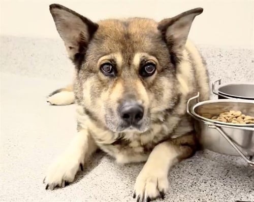 TANK - German Shepherd Dog / Siberian Husky available for adoption