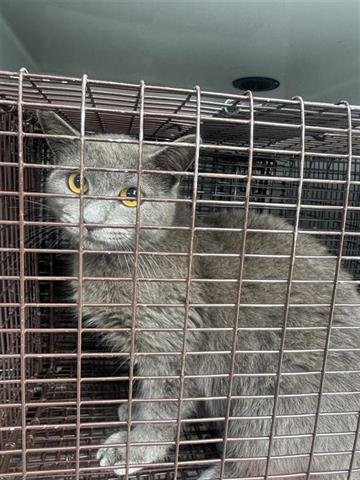 A650454 - Domestic Short Hair available for adoption