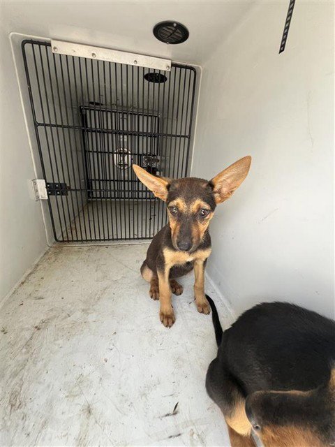 NOVA - German Shepherd Dog / Doberman Pinscher available for adoption