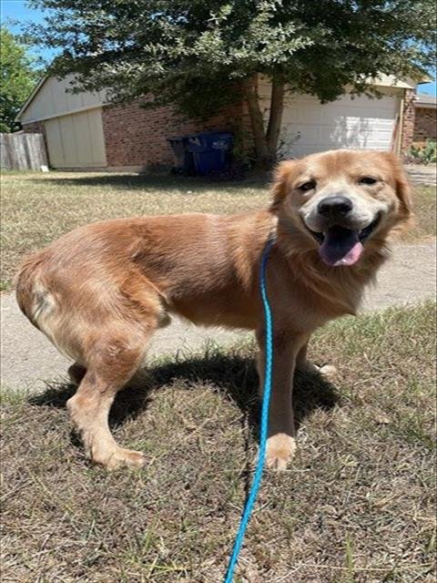 A660671 - Labrador Retriever / Golden Retriever available for adoption