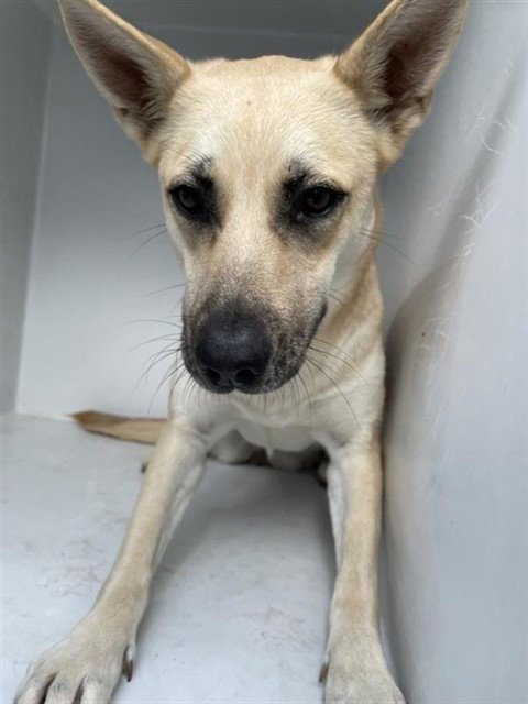 ANNETTE - Labrador Retriever / German Shepherd Dog available for adoption