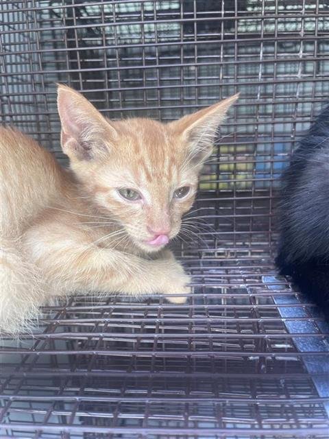 A659692 - Domestic Short Hair available for adoption