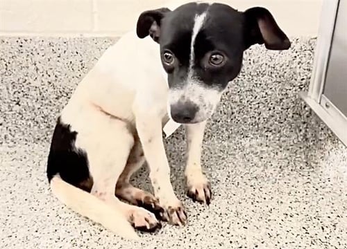 A660106 - Rat Terrier available for adoption
