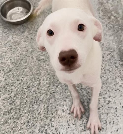 A661760 - Labrador Retriever available for adoption