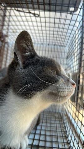 A650187 - Domestic Medium Hair available for adoption