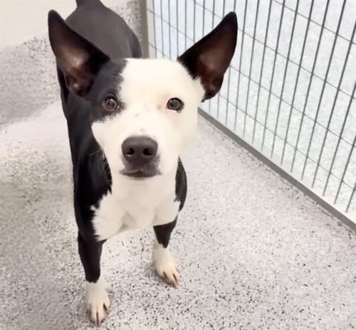 MOO - Staffordshire Bull Terrier available for adoption