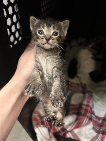 BUTTER SCOTCH - Domestic Short Hair available for adoption