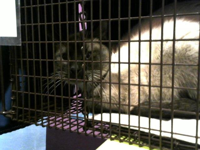 A650530 - Domestic Short Hair available for adoption