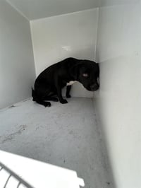 MAUDE - Photo 1