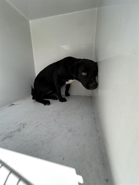 MAUDE - Labrador Retriever available for adoption