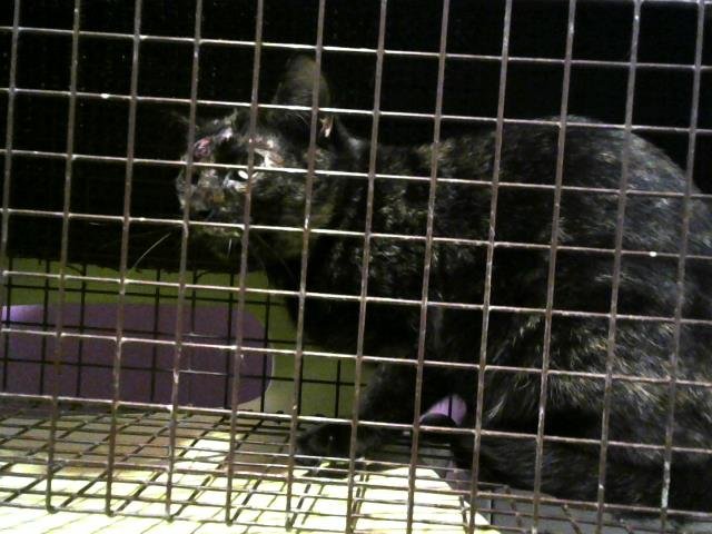 A650551 - Domestic Short Hair available for adoption