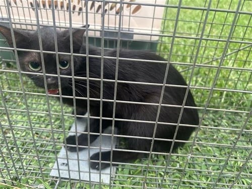A658514 - Domestic Short Hair available for adoption