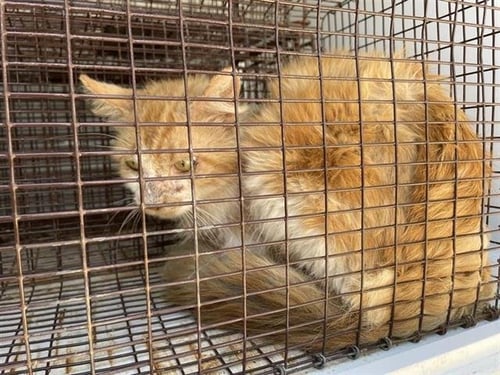 SUNNY - Domestic Medium Hair available for adoption