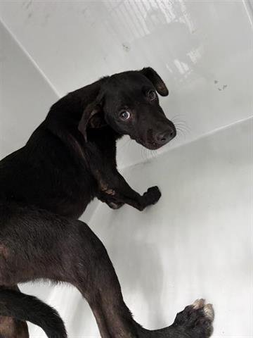 SHADOW - Black Mouth Cur available for adoption