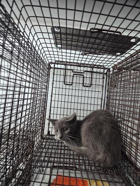 A660393 - Domestic Short Hair available for adoption