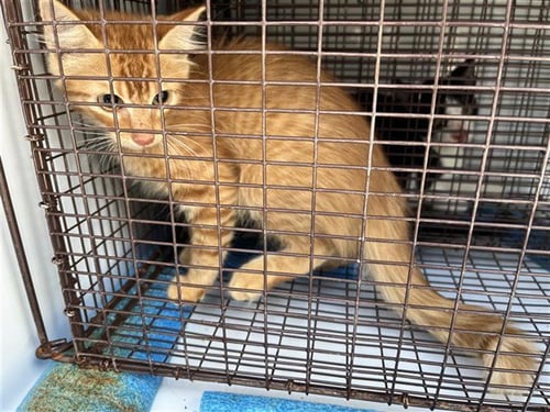 A661514 - Domestic Medium Hair available for adoption