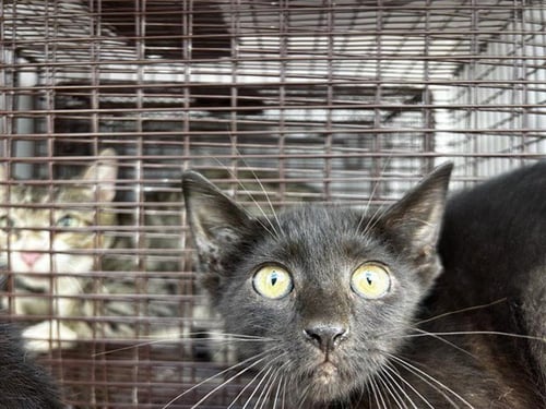 A659612 - Domestic Short Hair available for adoption