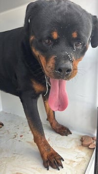 RUGER - Photo 1