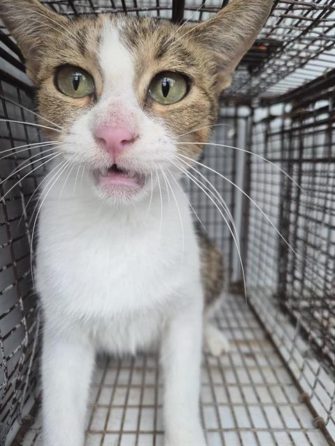 A660326 - Domestic Short Hair available for adoption