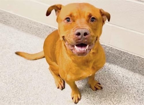 A659227 - Pit Bull Terrier available for adoption