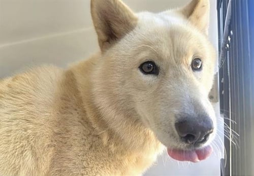 A662597 - Chow Chow available for adoption
