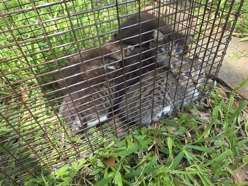 13 - Domestic Short Hair available for adoption