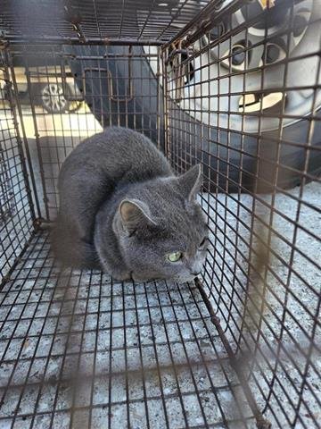 8 - Domestic Short Hair available for adoption