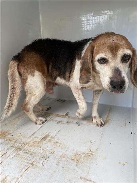 SNOOPY - Beagle available for adoption