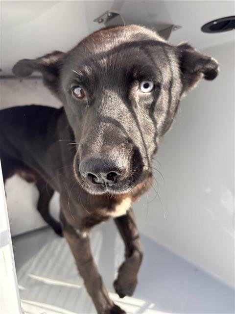 A657575 - Labrador Retriever available for adoption