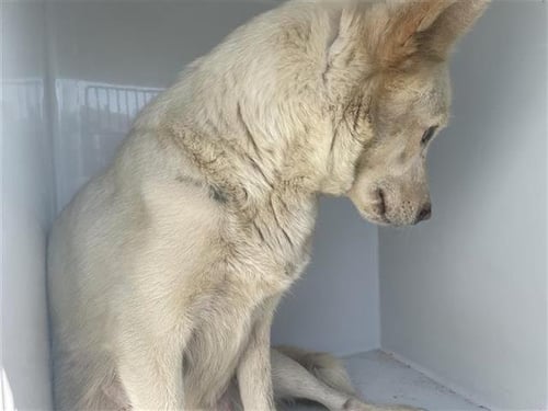 A657561 - Husky available for adoption