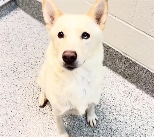 MAMA SUNJAII - Husky available for adoption