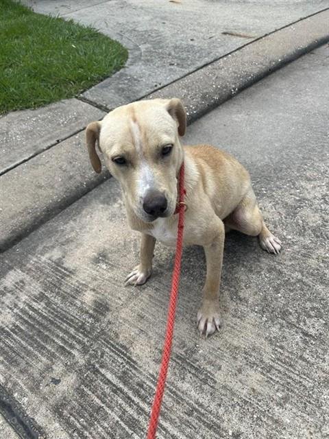 A657638 - Labrador Retriever available for adoption